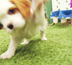 Cute Cavalier King Charles Spaniel Gif, 3, Cute cavalier king charles spaniel gif.