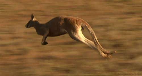 Kangaroos tail leg GIF - Find on GIFER