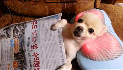 Ridiculousness dog mtv GIF - Find on GIFER