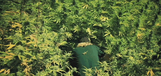 Image result for marijuana gif