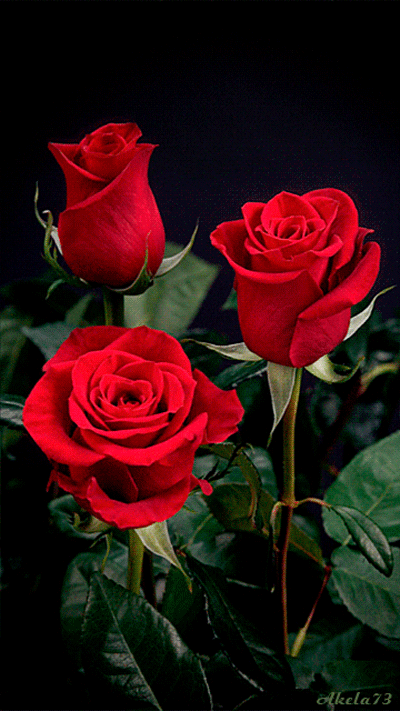 Роза гифки, анимированные GIF изображения роза - скачать гиф ...