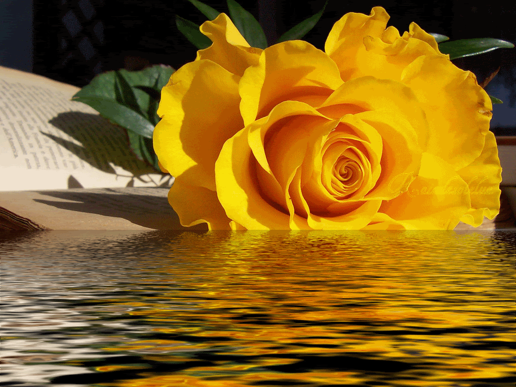 Будьте добрее гифки. Желтые розы. Открытки с розами. Красивые желтые розы. Желтые розы открытки.