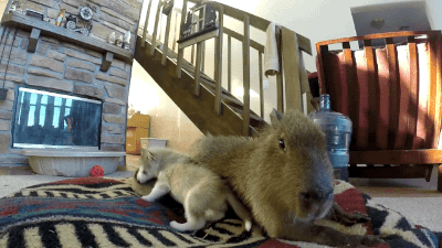 Capybara animales cachorro GIF - Encontrar en GIFER