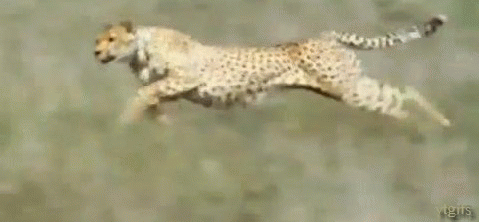running cheetah animated gif
