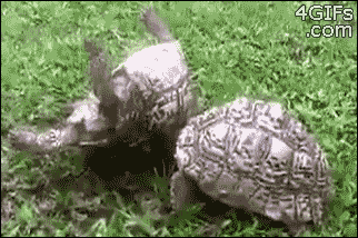 Combien de temps une tortue peut rester sur le dos ? 3 tortue sur le dos