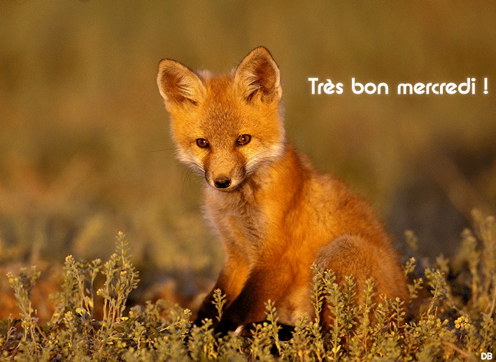 La roux GIF - Find on GIFER
