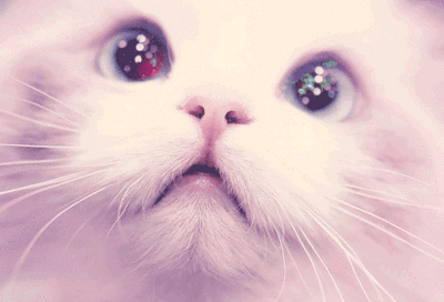 Esse gatinho é muito fofo on Make a GIF
