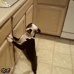 GIF dog hund chien - animated GIF on GIFER - by Mageseeker