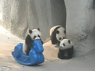 Enfant Panda Gif Find On Gifer