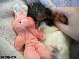 cute animals Reaction GIFs