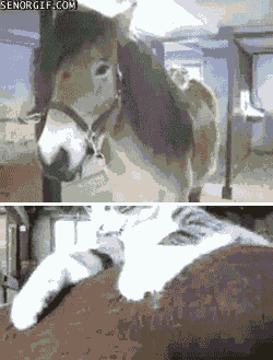 Конь кончается. Лошадка пони гиф. gif пони лошадь. гифка жеребенка пони. конь пони гиф.