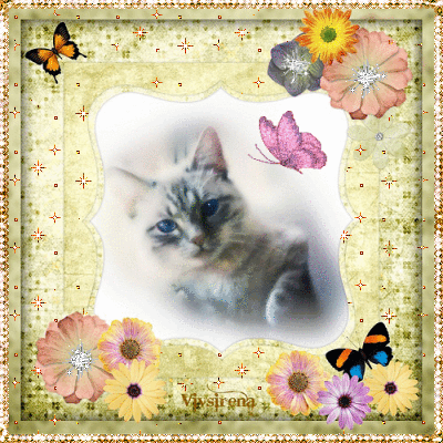 Kitty Gatito Gatinho Gif Find On Gifer