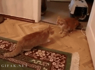 Chat chaton GIF - Découvrez sur GIFER