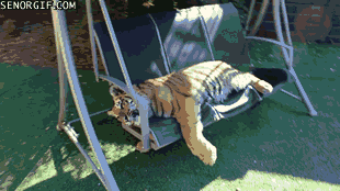 Hanging loose tiger GIF on GIFER - by Dagdaswyn