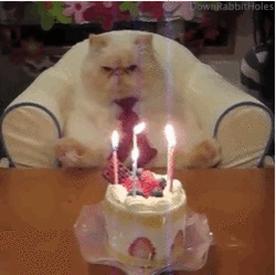 happy birthday funny cats