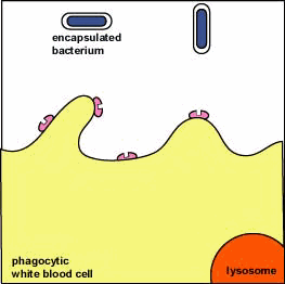 Bacteria GIF Find on GIFER