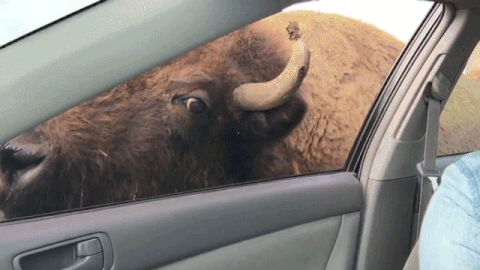 forværres gåde ryste Buffalo GIF - Find on GIFER