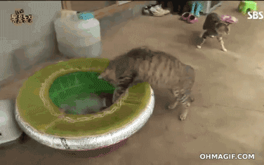 HBzq.gif