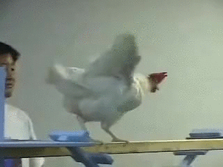 Galinha frango GIF - Pesquisar em GIFER