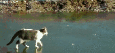 https://i.gifer.com/HLYs.gif
