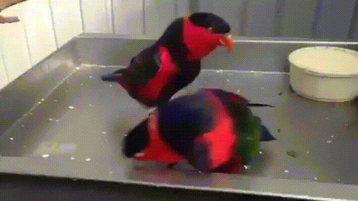 Gif Parrot Party Colorful Animated Gif On Gifer