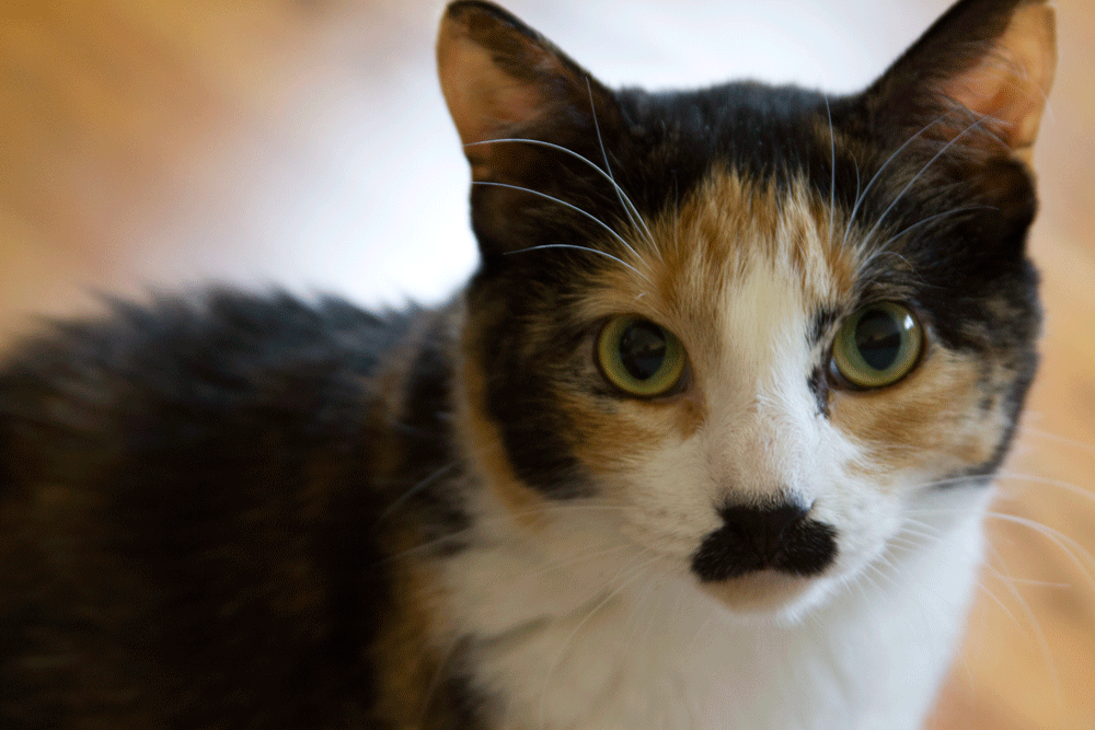 Cat first perception GIF Find on GIFER