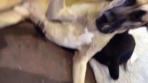 On this animated GIF: puppy, dogs Dimensions: 480x270 px. 