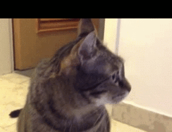 Кот с рвотным рефлексом. Котик чешется гифка. Кошка и рвотный рефлекс гиф.