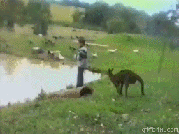 Kangaroo attack GIFs - Get the best gif on GIFER