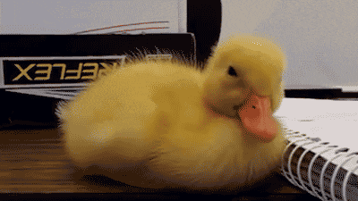 Fuzzy yellow duckling shakes her head and slowly falls asleep on a spiral-bound notebook.