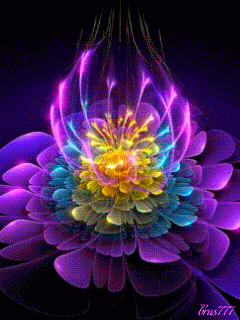 Petals Flowers Pink - Free GIF on Pixabay - Pixabay