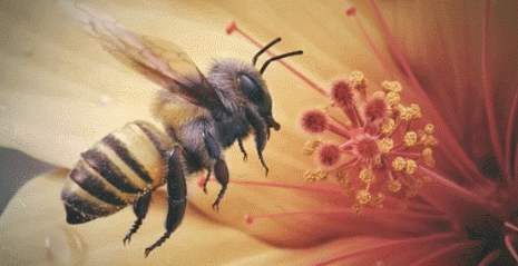 Bee knees GIF - Find on GIFER