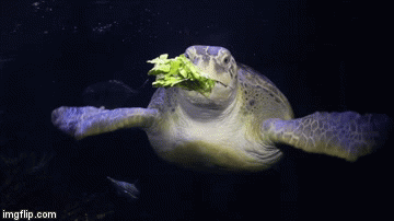 turtle eating lettuce gif