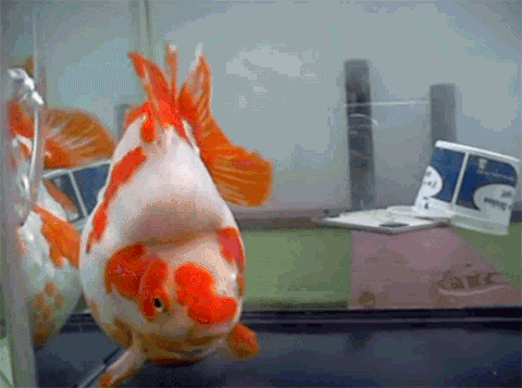 A Goldfish Pooped In His Mouth GIFs - Find & Share on GIPHY