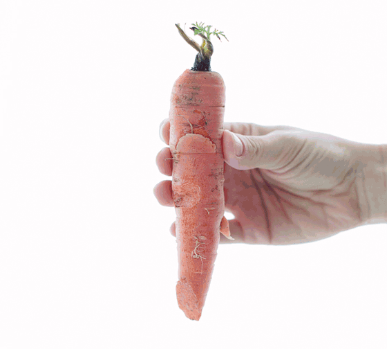 Carrot GIF Find on GIFER