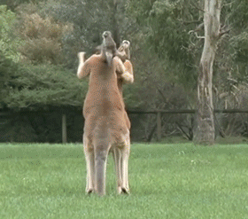 Прыгающие животные. Гифки кенгуру.