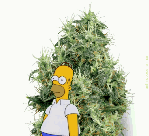 Гомер симпсон марихуана конопля регистрации
