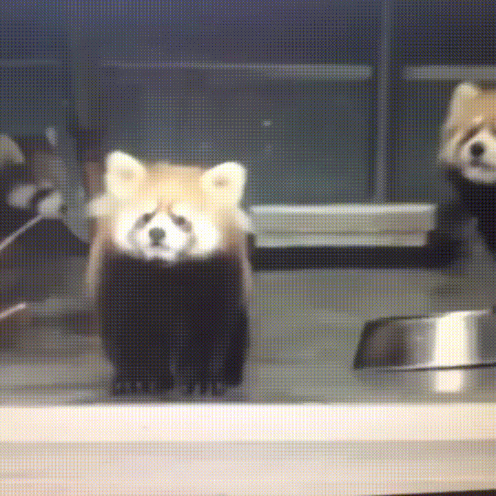 Overvind Terminal whisky Red pandas GIF - Find on GIFER
