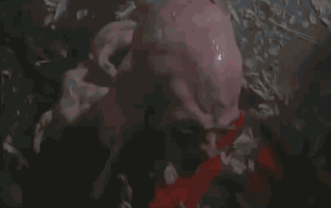 ILrI.gif