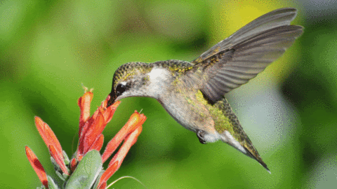 GIF hummingbird - animated GIF on GIFER