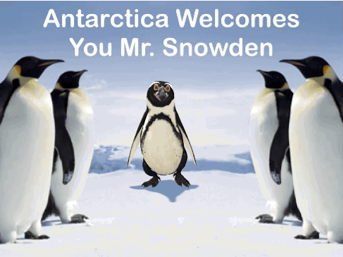 Penguin club penguins GIF on GIFER - by Cordarius