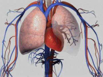 Image result for gif Lungs Breathing gif