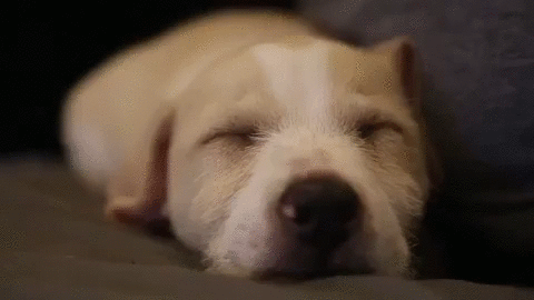 sleepy dog gif
