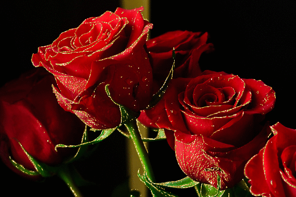 Gifs de rosas vermelhas se abrindo - Gifs e Imagens Animadas