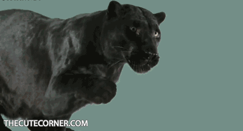 Гифка черная пантера гиф картинка, скачать анимированный gif на GIFER