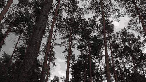 Dark forest arvore floresta GIF en GIFER - de Molanim