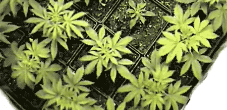 скачать видео про марихуану