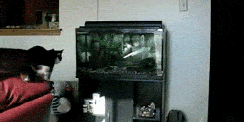 Humour Gata Saltando Gif Find On Gifer