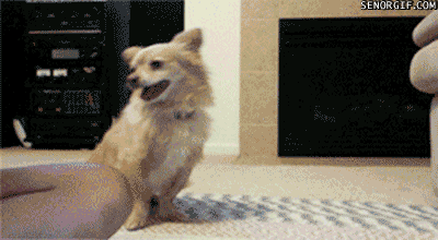 Картинки смешные движущийся. Собака гиф. Собаки которые двигаются. Забавные гифки. Собака танцует.