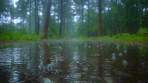 Forest rain nature GIF on GIFER - by Meztishicage